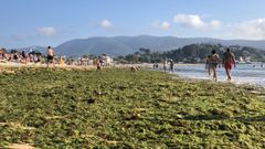 El gran manto, que seg�n los expertos es sin�nimo de aguas limpias, ocupa m�s de un kil�metro del arenal en pleno mes de agosto