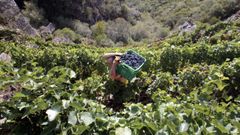 Recogida de uva en los v��edos de Doade, en Sober, durante la vendimia del 2021