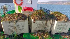 Retirada de estrellas de mar para salvar la almeja en la r�a de Pontevedra