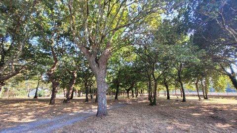 Parte izquierda de la carballeira