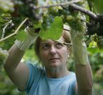 Miles de personas participan estos d�as en la vendimia. 