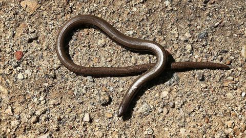 Lución común (Anguis fragilis), un lagarto desprovisto de patas