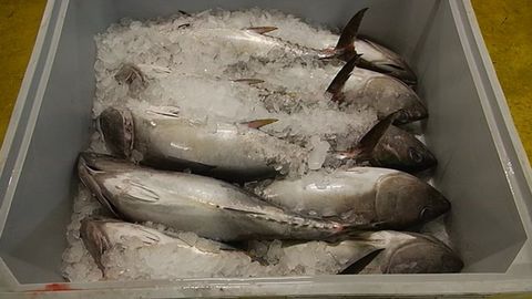 Temporada del bonito