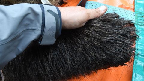 Pata de un oso pardo 