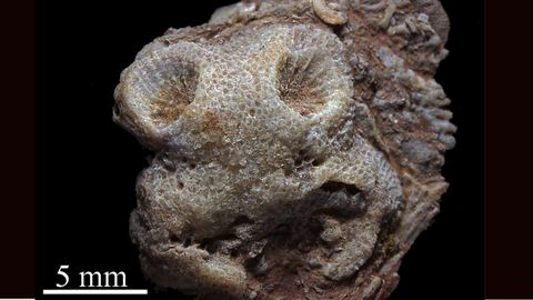 Imagen de la investigaci�n sobre un arrecife que estaba lleno de vida marina, frente a las costas de la actual asturias, hace 460 millones de a�os