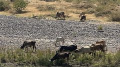 Vacas pastando en el cauce de un r�o seco en Honduras