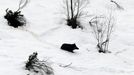 Un jabal� en la nieve en las proximidades del puerto asturiano de San Isidro
