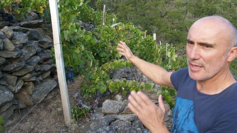 El bodeguero, Antonio Anglada, en sus vi�edos de la ribera de Vilach� de Salvadur