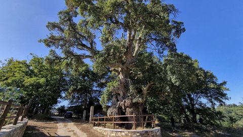 En algunas zonas de Galicia (en la imagen, A Pobra do Brolln) hay alcornoques