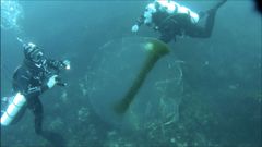 La enorme esfera trasl�cida, que fue vista en las inmediaciones de Punta da Mansa, ten�a miles de huevas de calamar dentro