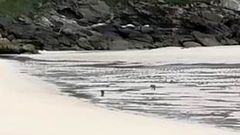 Como la foto fue tomada a mucha distancia, al acercarla se ven difusos los dos lobos merodeando por la playa de Esteiro