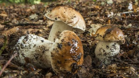 Los Boletus edulis brillan este otoño por su ausencia en los bosques del sur de Lugo