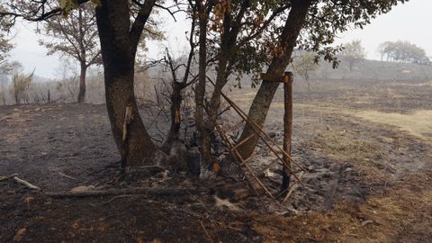 Incendio en Trives y Manzaneda