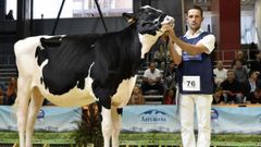 Pol Collel alaba el nivel de los concursos de ganado de Galicia.