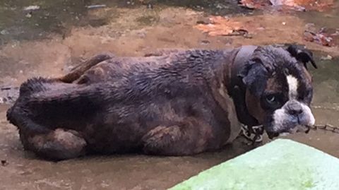 Perro abandonado en Is