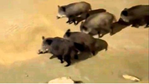 Una manada de jabal&iacute;es en la playa de Panx&oacute;n