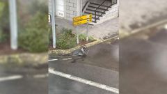 El artefacto cay� en la calzada desde la cubierta de un edificio de cinco pisos situado en la avenida de Monforte 