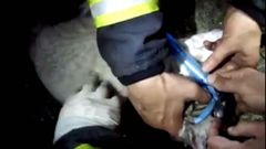 Los bomberos de Vilagarc�a resucitan a un gato