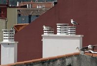 En muchos tejados del centro pueden rastrearse hasta dos y tres nidos de gaviotas. 