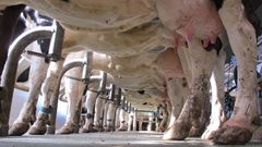 Un grupo de vacas aguardan para ser orde�adas en una foto de archivo de una granja gallega