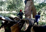 La extracci�n de corcho es una de las actividades que se realiza.