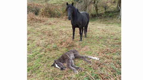 La yegua con su cria muerta por causas naturales