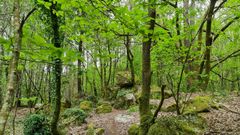 Bosque aut�ctono en el monte de Orro, Noia