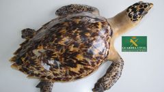 Tortuga Carey desnaturalizada