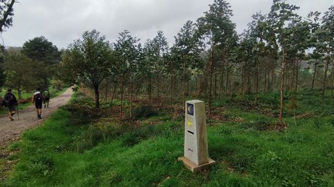 Plantacin de eucalipto en Maroas, en un tramo del a ruta jacobea a Fisterra