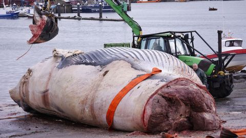 Despiezan la ballena varada en Oza desde el s&aacute;bado para proceder a su retirada