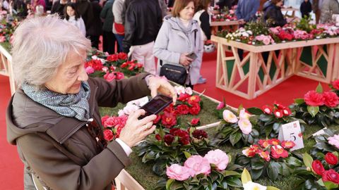 Las camelias son una flor con gran tradici�n en la provincia
