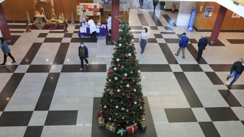 Un gran rbol decora la entrada del Hospital Clnico.