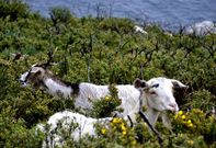 Dos de los animales pastan a escasos metros del faro, en la ladera oriental.