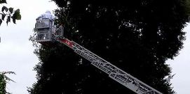 Los nidos de las avispas asi�tica suelen ser inaccesibles. 