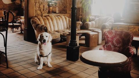 Un perro en el interior del Per Se, bar de Oviedo declarado Pet Friendly