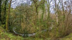 Bosque da Ribeira da Pena, en una imagen de archivo 