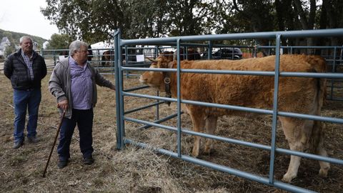 Feria Crianza Trevinca en A Veiga.