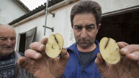 El muxin Pedro Lema mostraba en la primavera del 2018 los efectos que la polilla guatemalteca caus en su cosecha de patata. Esa fue la ltima. Desde enero tena autorizacin para volver a plantar, pero no lo hizo ni volver a hacerlo. Seala que sus vecinos tampoco han vuelto a poner tubrculos en sus terrenos, ni siquiera para consumo propio. Las que muestra son las ltimas patatas que plant