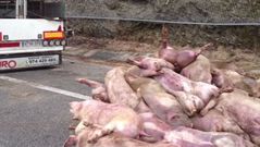 Los animales han quedado en la calzada