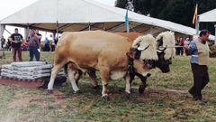 Carreras de bueyes en Piedeloro, Carre�o