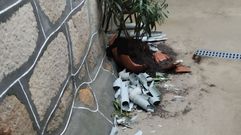 Destrozos en varias casas del pueblo de Almoite, en Ba�os de Molgas, realizados por un vecino 