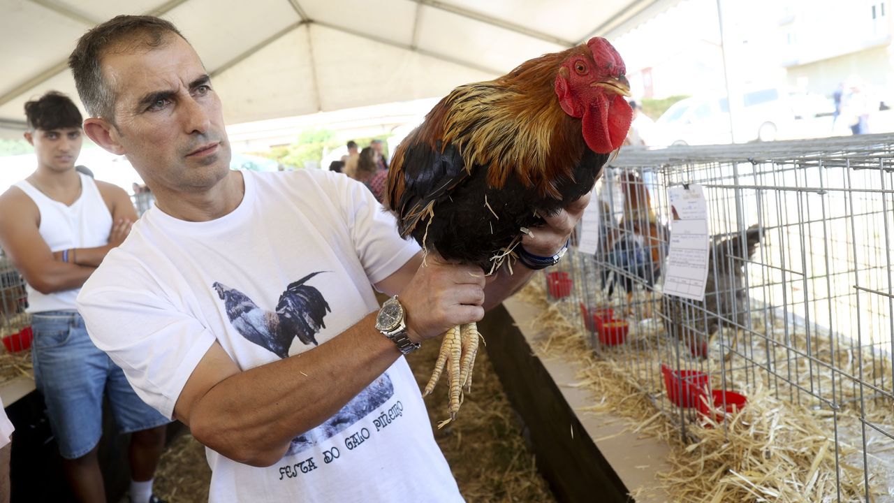 O Pino exhibe los mejores ejemplares de galo Piñeiro y saborea sus carnes