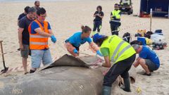 El tibur�n peregrino lleg� vivo a la playa de Doni�os y muri� en la arena