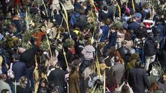 Un bosque de ramos en A Ferrer�a de Pontevedra