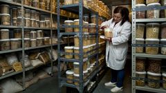 La c�mara de germoplasma del Centro de Investigaci�ns Agrarias de Mabegondo guarda 4.500 variedades distintas 