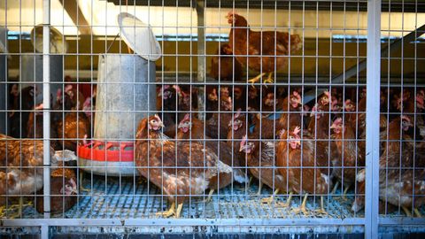 Gallinas de la granja O Volteiro, en A Estrada