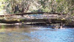 �rboles ca�dos sobre el cauce del Cabe en el tramo del paseo fluvial situado entre el casco urbano y la parroquia de Pi�eira