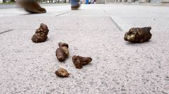 Cacas de perro en la calle.