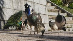 Las dos nuevas cr�as de pavo real, acompa�adas de sus madres
