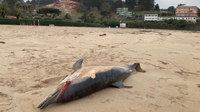 Delf�n muerto en la playa de Bastiagueiro, en Oleiros